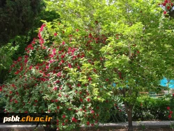 تصاویری از پردیس شهید باهنر ساختمان شماره 1 و2