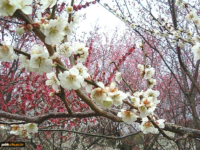 مطالب خواندنی