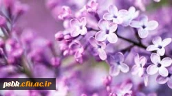 منتخبین استانی