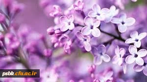 منخبین استانی جشنواره علمی -ادبی ،هنری