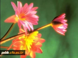 معاونت فرهنگی