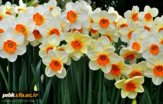 قابل توجه دانشجویان کارشناسی پیوسته وکاردانی