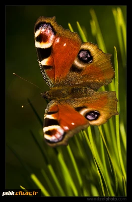 حلول ماه ربیع ا لاول مبارک باد