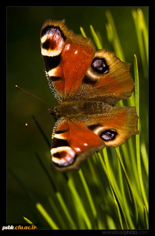حلول ماه ربیع ا لاول مبارک باد