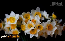 السلام علیک  یا بقیة الله ای  پیروز حقیقی بیا و پرچم  هدایت و رستگاری را در سرتاسر جهان برافراز .