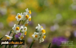 السلام علیک  یا صاحب الزمان ای برگزیده بیا  و کیش و منش انسان ساز دین را به حقیقت آن برگردان ، ای مجری  قرآن بیاو قرآن و حدود آن را احیاءکن ، ای احیا گر بیا ونشانه های دین و اهل دین را آشکار ساز ،ای عزیز بزرگوار بیاو شوکت ظاهری و پوشالی تجاوزگران و خونخوا