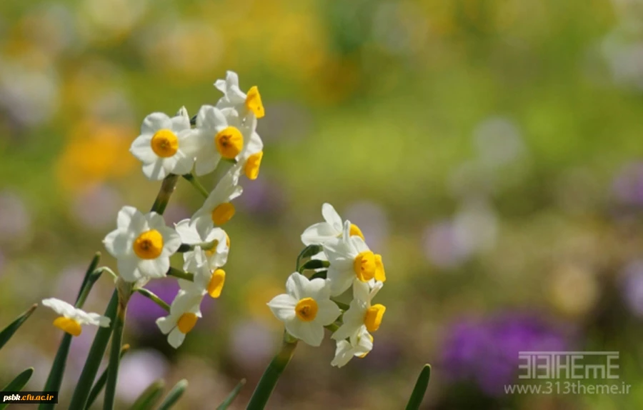السلام علیک  یا صاحب الزمان ای برگزیده بیا  و کیش و منش انسان ساز دین را به حقیقت آن برگردان ، ای مجری  قرآن بیاو قرآن و حدود آن را احیاءکن ، ای احیا گر بیا ونشانه های دین و اهل دین را آشکار ساز ،ای عزیز بزرگوار بیاو شوکت ظاهری و پوشالی تجاوزگران و خونخوا