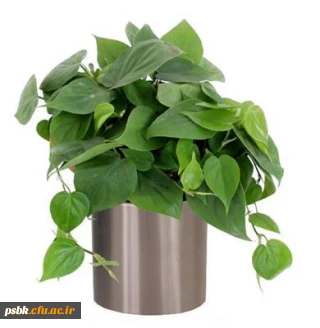 قابل  توجه دانشجویان محترم
از تاریخ 94/3/23 جهت رزرو غذا به سامانه http://dining.cfu.ac.ir مراجعه فرمایید. ضمنا فایل راهنما پیوست می باشد.