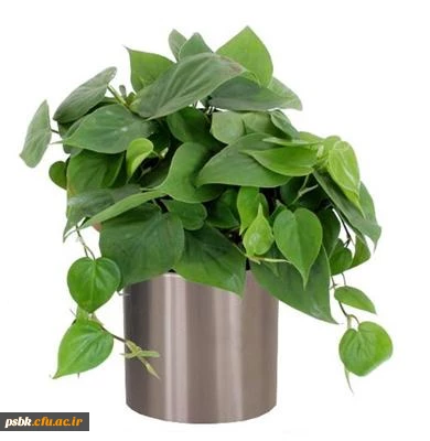 قابل  توجه دانشجویان محترم
از تاریخ 94/3/23 جهت رزرو غذا به سامانه http://dining.cfu.ac.ir مراجعه فرمایید. ضمنا فایل راهنما پیوست می باشد.