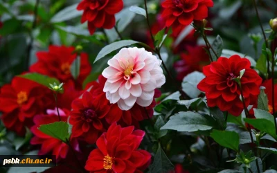 قابل توجه دانشجویان محترم 

زمان و مکان امتحانات پایان ترم پردیس شهید باهنر