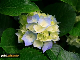 لیست دانشجویان برتر  مسابقات علمی راه یافته به مرحلۀ کشوری دانشگاه فرهنگیان کرمان