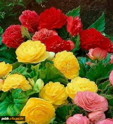 چکار کنیم که فرشته ها مهمون خونمون بشن