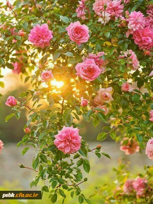 رونمایی از هنرهای کدبانوی خانه